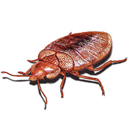 Bed bug illustration