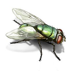 Illustration d'une mouche