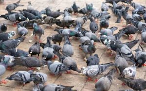 Pigeons feeding in a city square