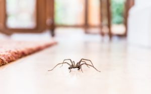Spider in a commercial business
