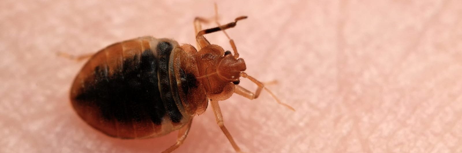 Bed bug on feeding on human skin
