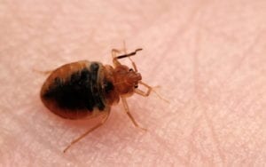 Bed bug on feeding on human skin