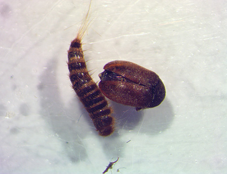Varied Carpet Beetle (Larva and Adult)