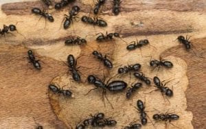cluster of carpenter ants on a log