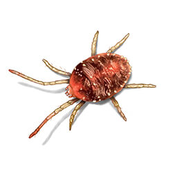 illustration of mites