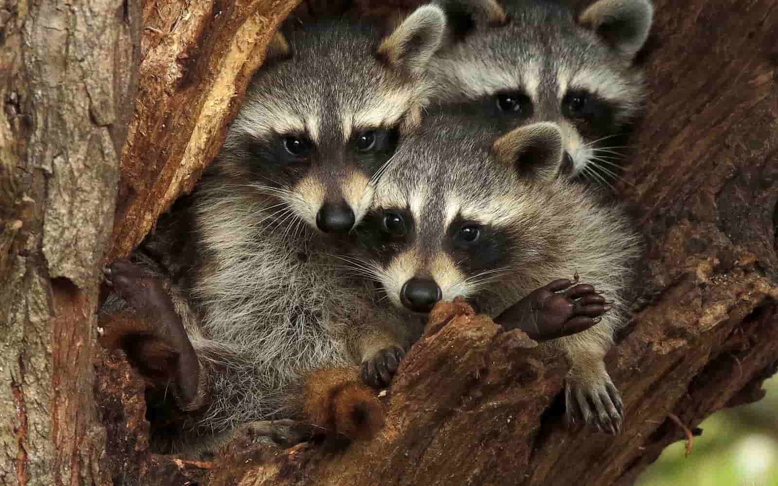 How long does a raccoon live?