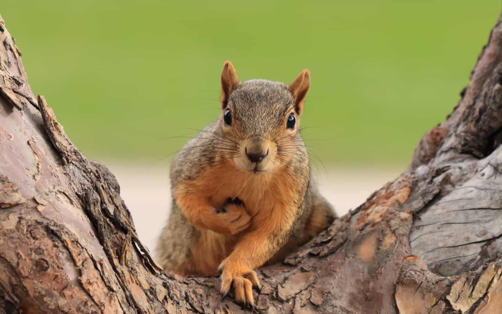 What is the maximum lifespan of a squirrel?