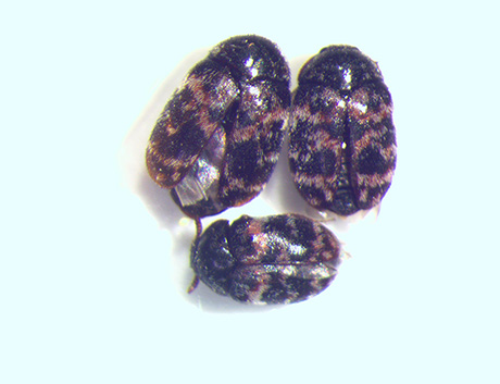 Varied Adult Carpet Beetles 