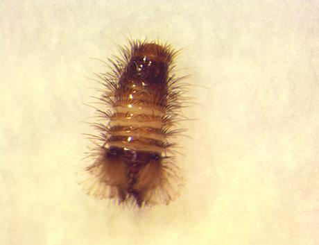 Young Carpet Beetle