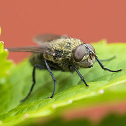 Cluster fly on leaf
