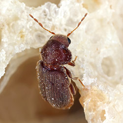 Drugstore Beetle close up