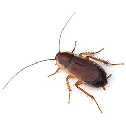 Female Pennsylvania Wood Cockroach closeup