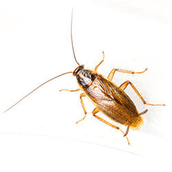 German cockroach closeup