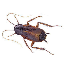 Male Oriental Cockroach close up
