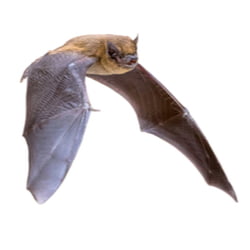 bat on a white background