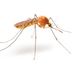 anopheles mosquitoes