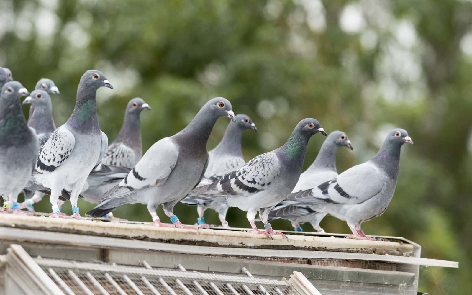 How to get rid of pigeons - pigeon repellent