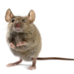 Mice | Facts & Identification, Control & Prevention