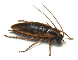 illustration of a baby cockroach
