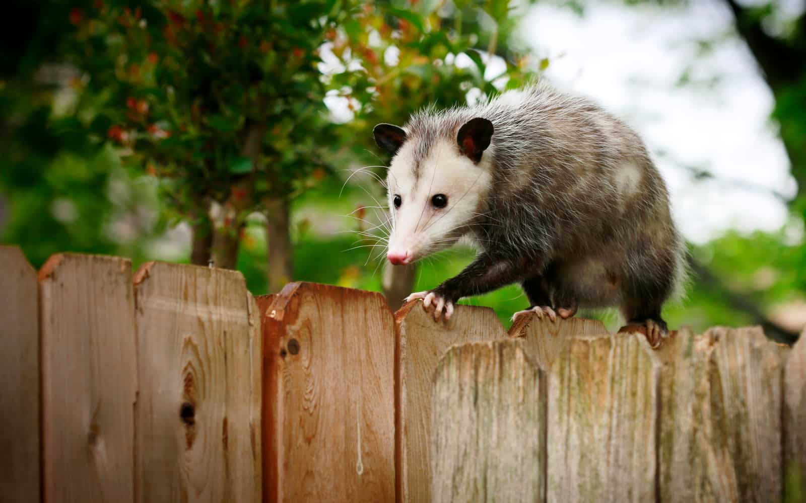 Where Do Opossums Live Orkin Canada