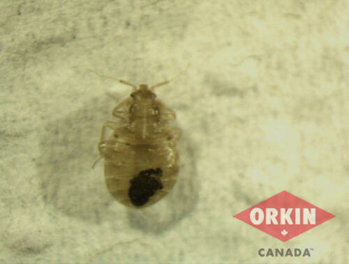 a bed bug nymph
