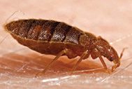 Bed bug biting person