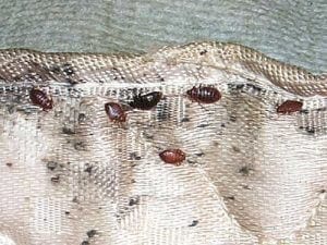 Close up of an infested bed bug mattress