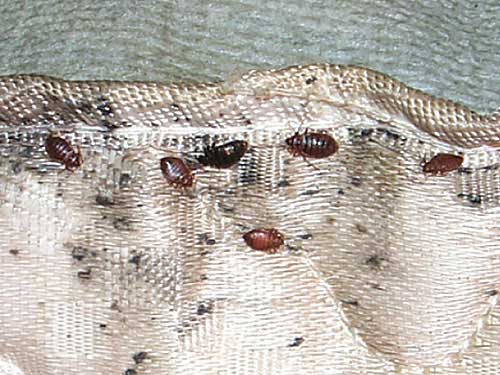 close up view of a bed bug infested mattress 