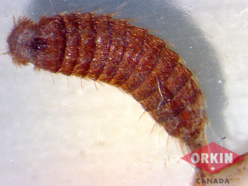 black-carpet-beetle-larva