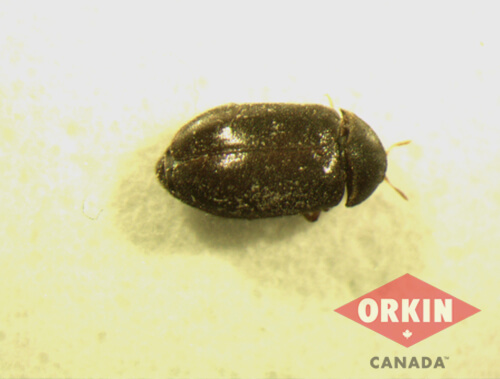 black carpet beetle close up