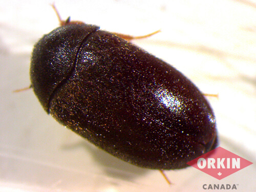 black-carpet-beetle close up
