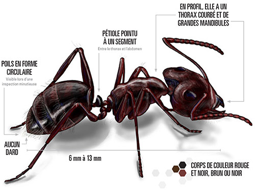 Illustration d’une fourmi charpentière