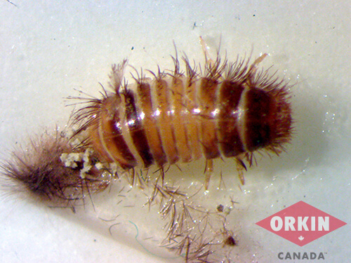 carpet beetle larva close up
