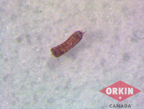 close up of larder beetle larva