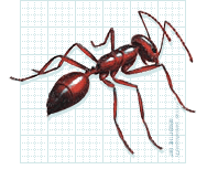 illustration of a fire ant