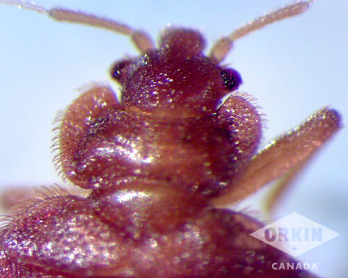 Close-up image of a bed bug head