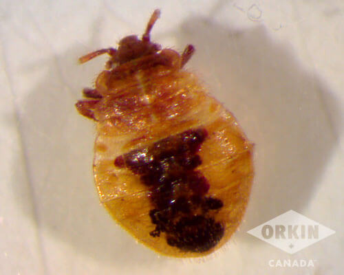 close up view of a bed bug nymph