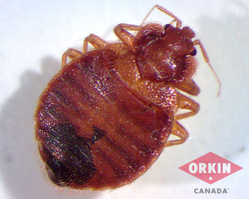 close up view of an adult bed bug