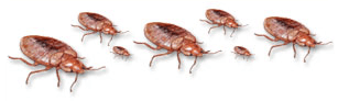 illustration of cluster of adult and lymph bed bugs on a white background