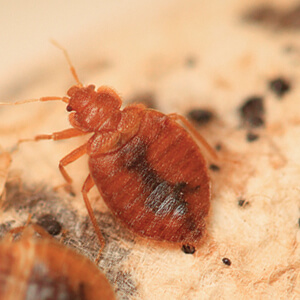 close up view of a bed bug on an infested object