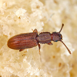 close up of a sawtoothed grain beetle