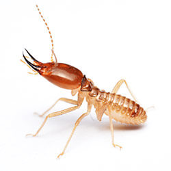 Termites | Facts & Identification, Control & Prevention