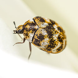 Close up of a varied carpet beetle