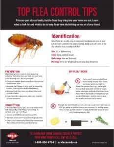 Tip sheet to control fleas