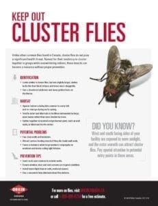 Tip sheet to preventing cluster flies