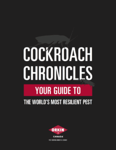 Guide to understanding and preventing cockroaches