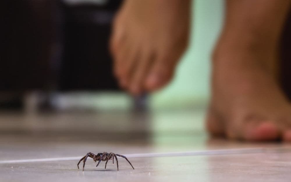 Should I Be Concerned About the Spiders in My House?