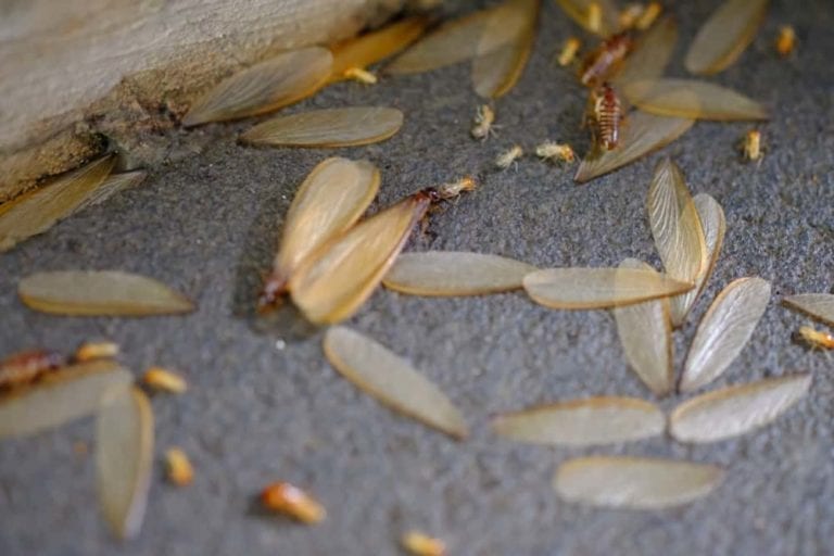 7 Signs Of Termite Evidence You Need To Know Orkin Canada