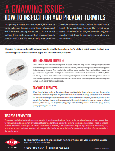 Identifying and preventing termites tip sheet