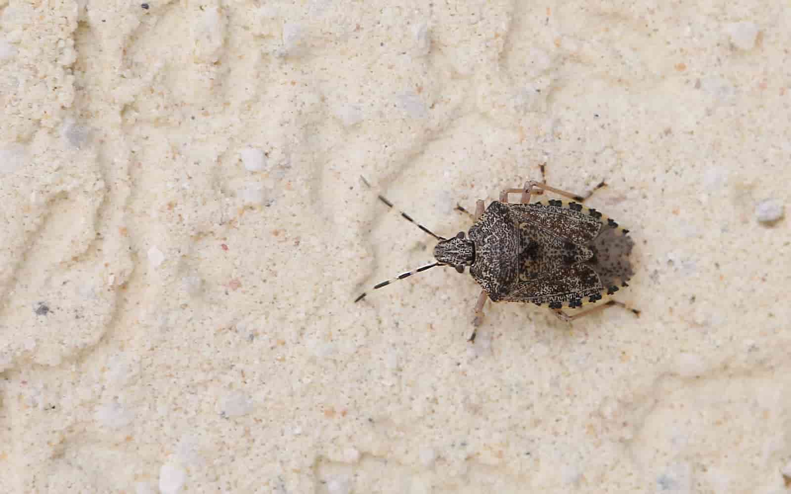 Brown Marmorated Stink bug on a wall